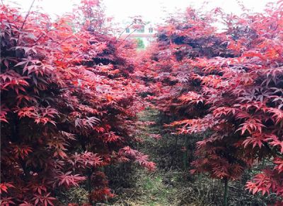 隆昌县红枫园家庭农场