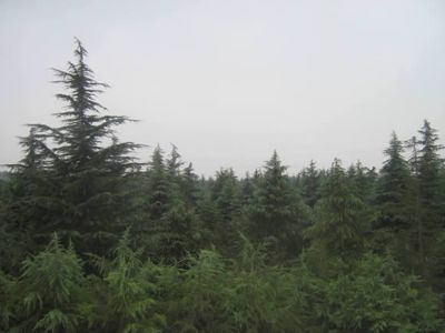 南京永贤雪松苗圃场