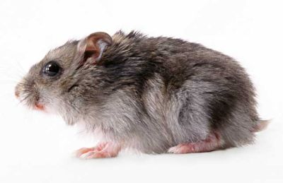 盐城拜尔有害生物防治技术有限公司