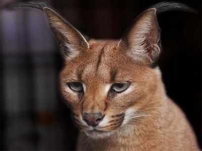 江苏皇家薮猫驯养基地有限公司