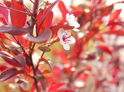 淮安苗圃合作社主营淮安养鸡场