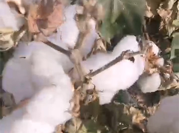 河南摇钱素作物保护有限公司