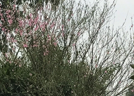 泸州市宏盛苗木有限公司