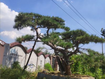 山东莱芜云亭苗木种植合作社