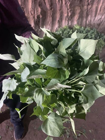 汶上县明茂薯类种植农场