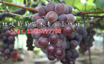 红岐葡萄苗木合作社