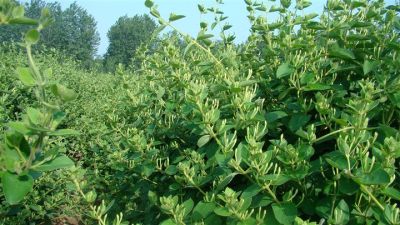 封丘县西于金银花种植专业合作社