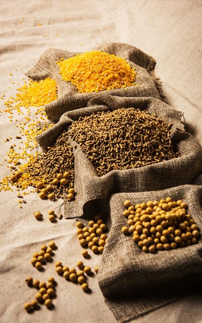 湖南新五丰股份有限公司