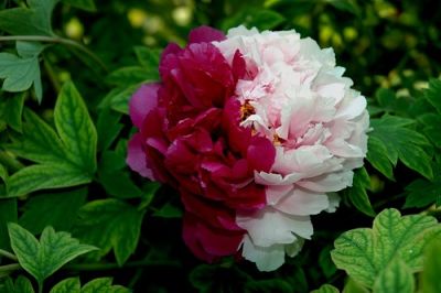 菏泽牡丹种植有限公司