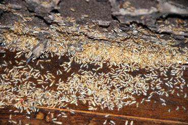 中山市诚建杀虫灭鼠工程有限公司