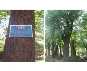 山东省淄博艺达苗木合作社