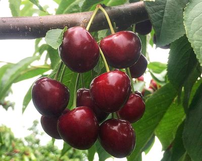 烟台绿丰大樱桃专业合作社