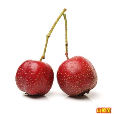寿县张李乡果花绿园种苗场