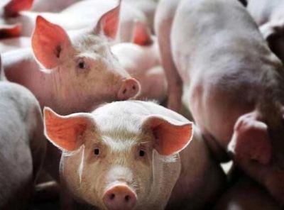 湖北禽之源畜牧养殖有限公司