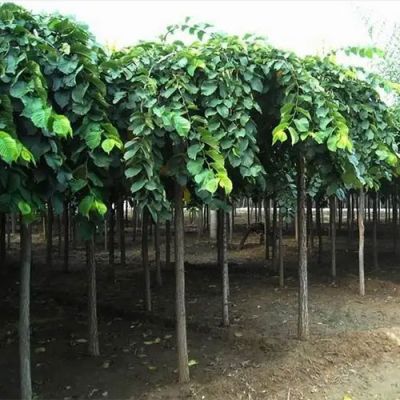 巨野青山绿水苗木种植有限公司