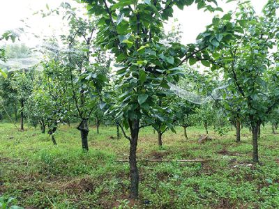 庐江县森泉园林绿化有限公司