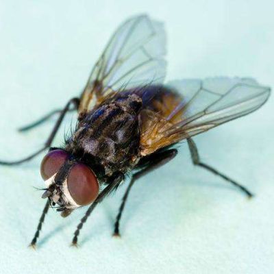 大连鑫慧杀虫熏蒸服务有限公司