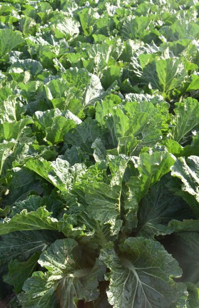 山东登海种业股份有限公司