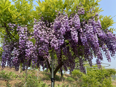 徐州绣藤园林有限公司