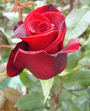 昆明情义花卉园艺有限公司