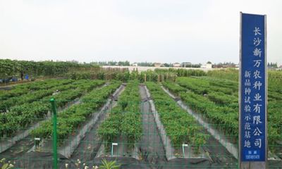 長沙新萬農種業有限公司