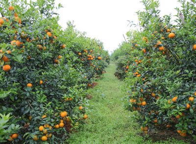 广西集盈农业科技有限责任公司