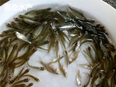 惠州市惠业水产科技有限公司