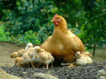 北京顺新农业养殖有限责任公司