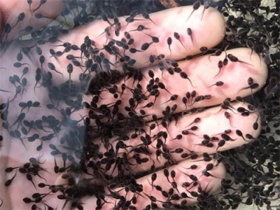 四川玖健蛙宝农业有限公司