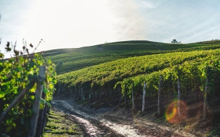 深圳港葡国际贸易有限公司
