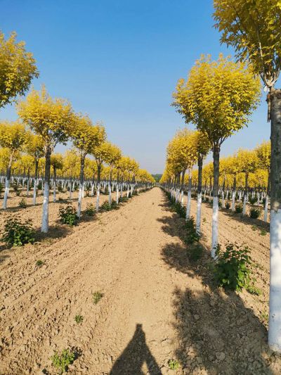 菏泽园林绿化有限公司