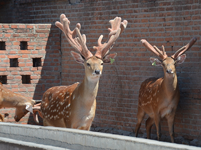 吉水宏海生态养殖场