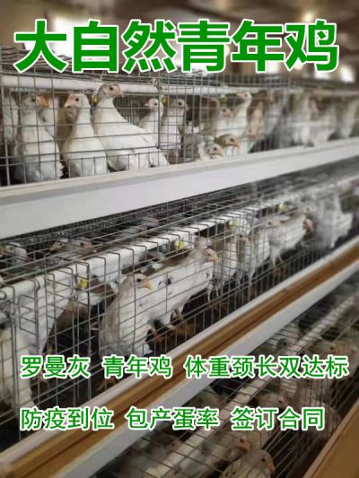 鹤壁市大自然禽业