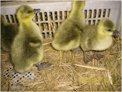 济宁赛巴拉家禽育种有限公司