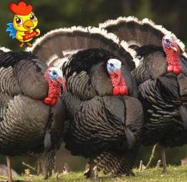 许昌经济开发区农联养殖专业合作社