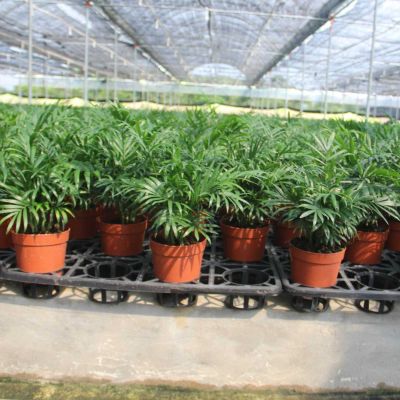 湛江市麻章旭阳种植专业合作社