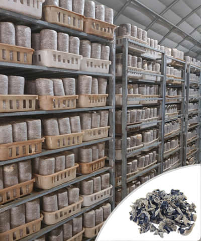  山东众成菌业股份有限公司