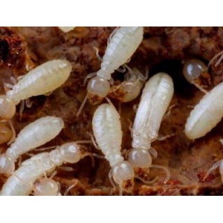 肇庆香江城市害虫防治服务有限公司