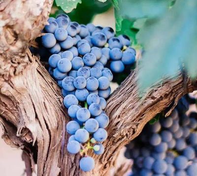 宁夏欣欣向荣苗木有限公司