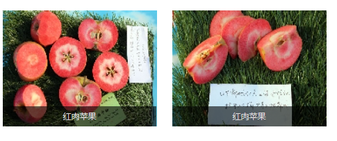 郯城县红色之爱种植农民专业合作社