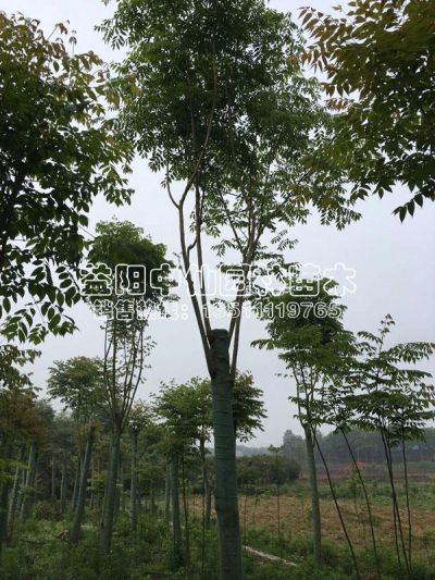 益阳市中仙苗木有限公司