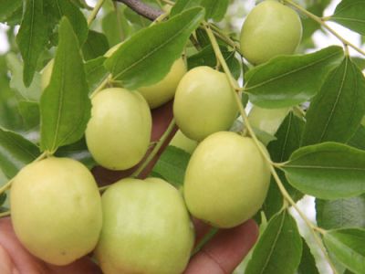沧州永成枣业种植有限公司