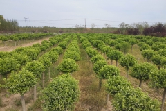 石家庄正森园林绿化工程有限公司