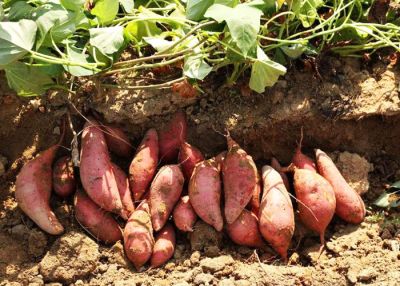 临沭县润雨食品有限公司